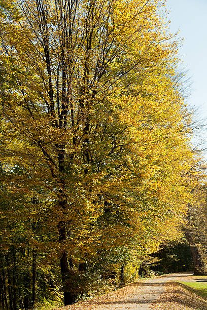 istock park with some trees in autumn colors in sunny day 521618377
