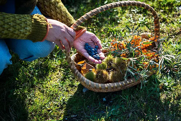 Food forager with her haul of foraged food in her basket. Food foraging has become popular in recent years as chefs have turned to foraged food to produce local and seasonal menu's. Photographed in Denmark.