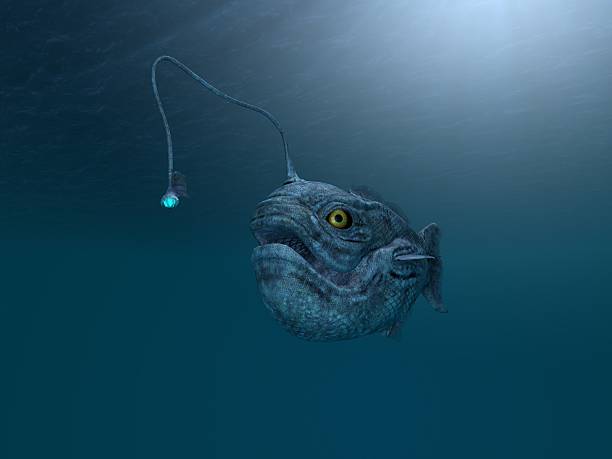 antica pesce pescatore - anglerfish foto e immagini stock
