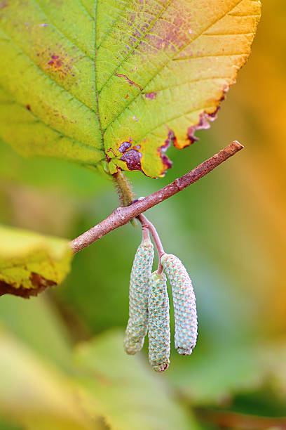 catkins de avelãzeira no outono - forest flower aments blossom - fotografias e filmes do acervo