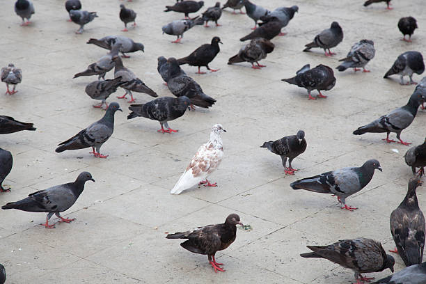 istock White doves in the gray pigeons. 521619595