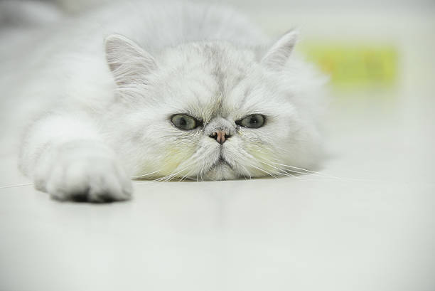 Persian chinchilla cat Persian chinchilla cat animal retina stock pictures, royalty-free photos & images