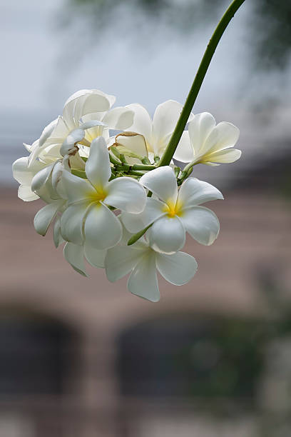 Plumeria or Frangipani flowers