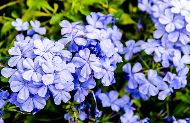 istock Blue Flowers on green leaf background 521620343