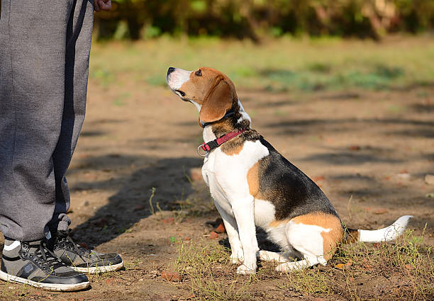 istock Photo of a Beagle dog 521620365