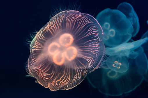 Close up with of illuminated jellyfish underwater.