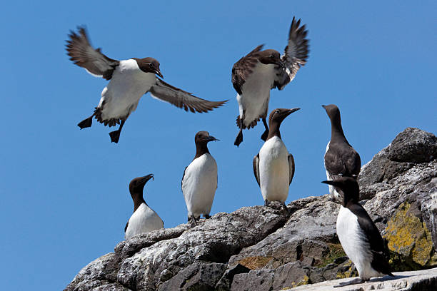 istock Guillemot Colony - Scotland 521621144