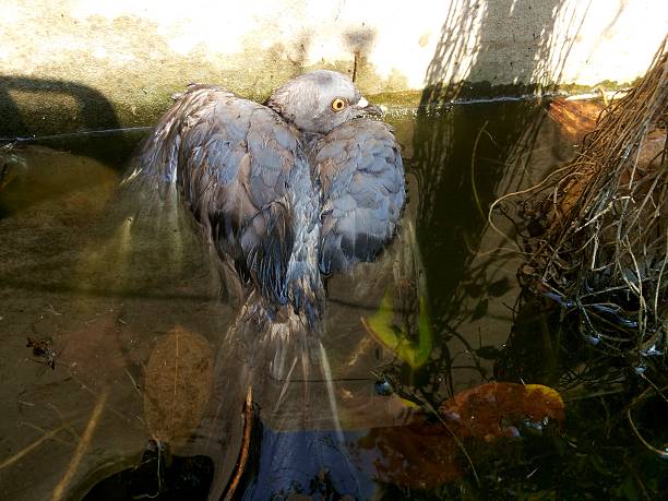 istock The sick pigeon in water 521621180