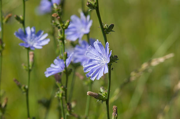 istock Blue Chicory flowers (Cichorium intybus) in a field closeup 521621369