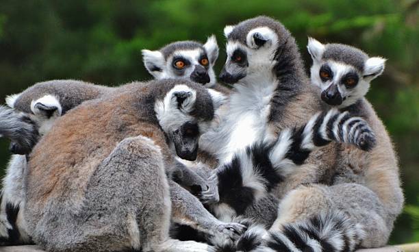 istock Family of Ring-tailed Lemurs 521621529