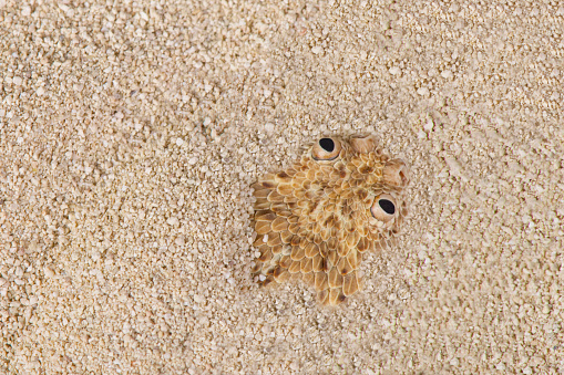 Peringuey's dwarf adder is a small sidewinding viper species endemic to the coastal sand dunes of Namibia and Angola. These snakes have eyes highly placed on top of their heads and are able to use these when buried under the desert sand.