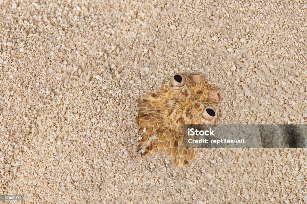 Peringuey's dwarf adder / Bitis peringueyi Peringuey's dwarf adder is a small sidewinding viper species endemic to the coastal sand dunes of Namibia and Angola. These snakes have eyes highly placed on top of their heads and are able to use these when buried under the desert sand. Sidewinder Rattlesnake Stock Photo