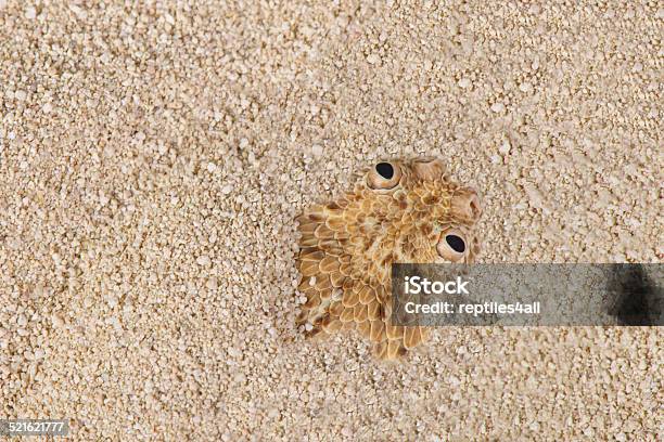 Peringueys Dwarf Adder Bitis Peringueyi Stock Photo - Download Image Now - Sidewinder Rattlesnake, Animal, Invisible