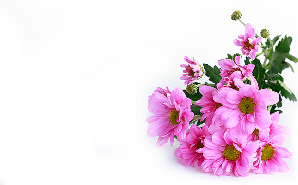 istock pink chrysanthemum - Stock Image 521621799