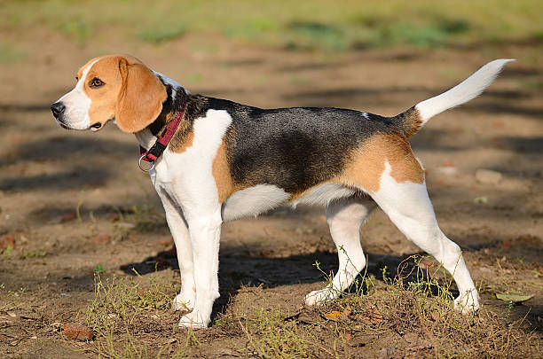 istock Photo of a Beagle dog 521622389