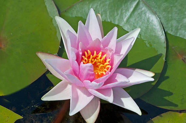 istock beautifull water lily 521622498