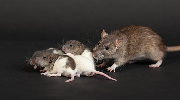 istock Mother and children 521622680