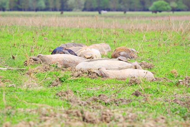 istock Pigs resting in farm 521622776