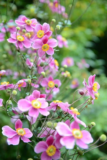 Japanese Anemone in the flower borders of Rousham House Gardens, Oxfordshire.