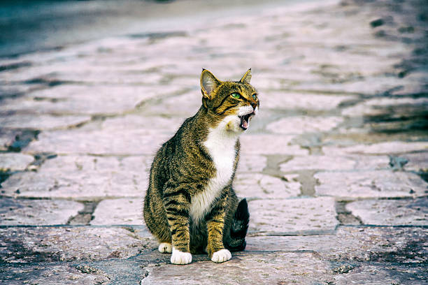 Very hungry street cat stock photo
