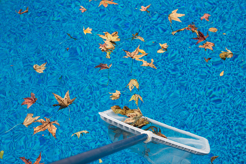 Skimming leaves from a swimming pool with a net on an Autumn day