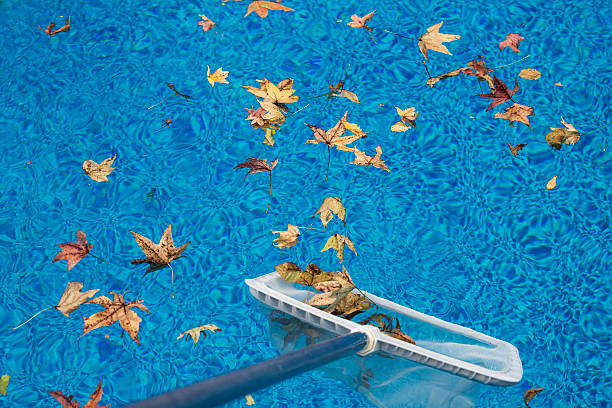 Skimming leaves from a swimming pool stock photo