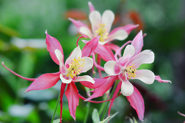 istock white pink Columbine flower in a flowerbed 521623308