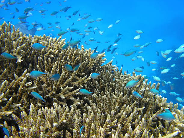 istock Great Barrier Reef, Queensland, Australia 521623585