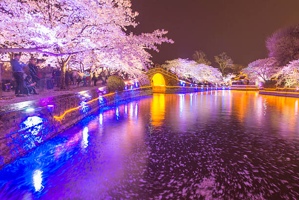 istock Sakura arch night in Wuxi, China 521623620