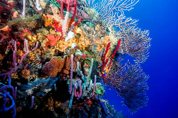 istock Underwater coral reef in Carribean 521623674