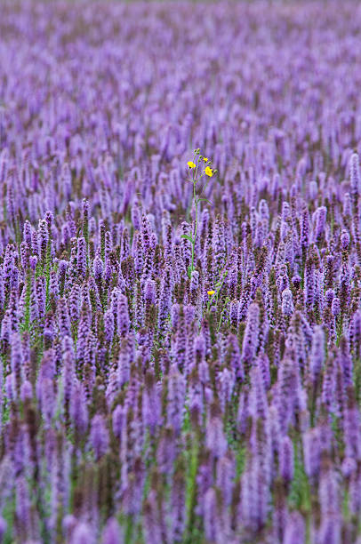 purple field of Agastache with one yellow flower stock photo