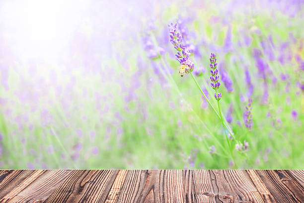 istock Abstract soft and blur Lavender field background 521624004