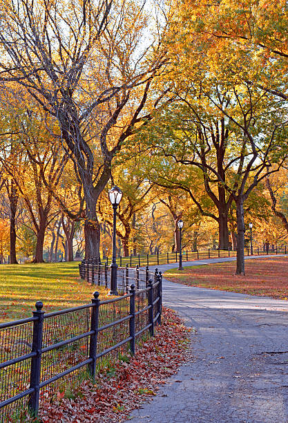 istock Autumn Color: Fall Foliage in Central Park, Manhattan New York 521624177