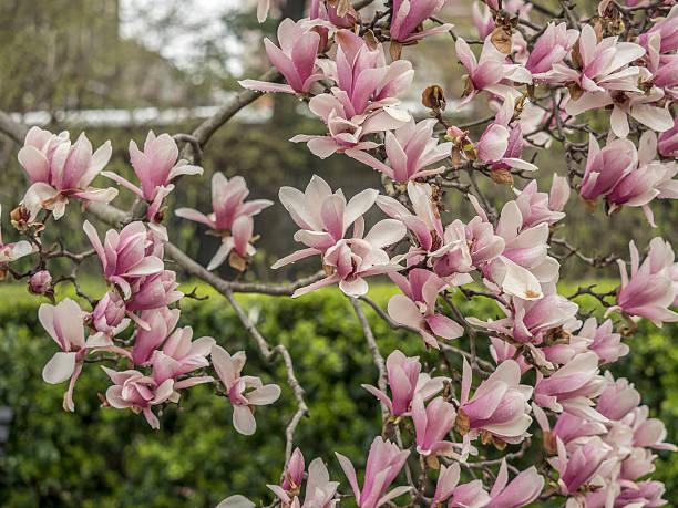 istock Magnolia  soulangeana, saucer magnolia  tree 521624254