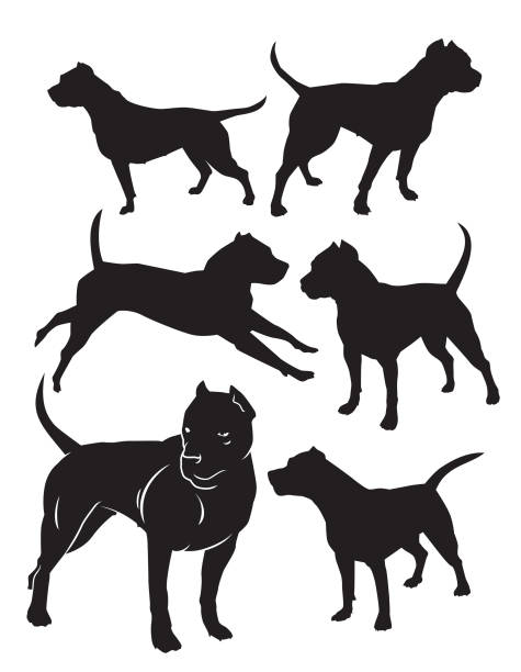 silhouettes of fighting dogs Staffordshire Terrier vector shilouette mean dog stock illustrations