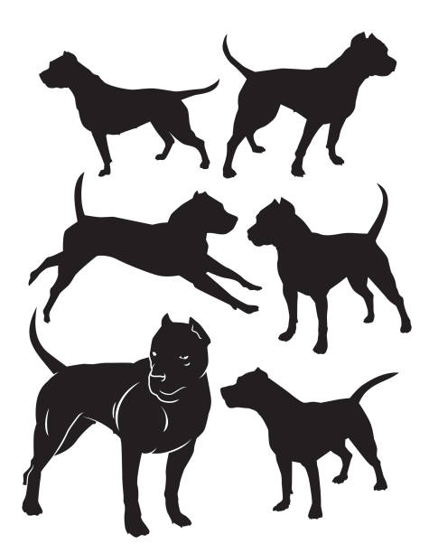 silhouettes of fighting dogs Staffordshire Terrier vector shilouette nasty dog stock illustrations
