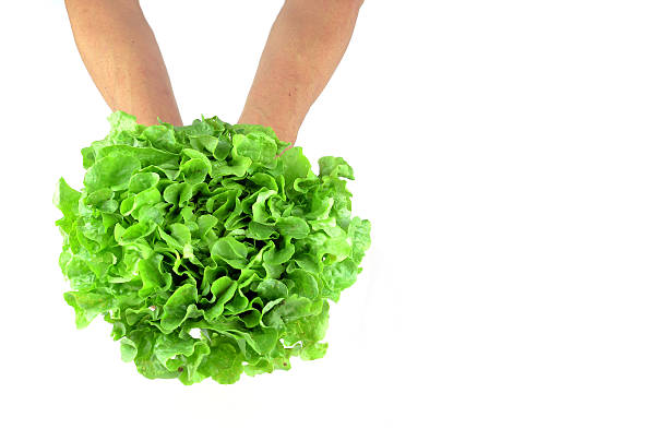 Green salad vegetable on white