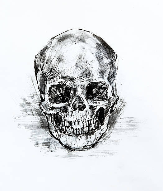 istock Drawing black and white of  human skull 521625187