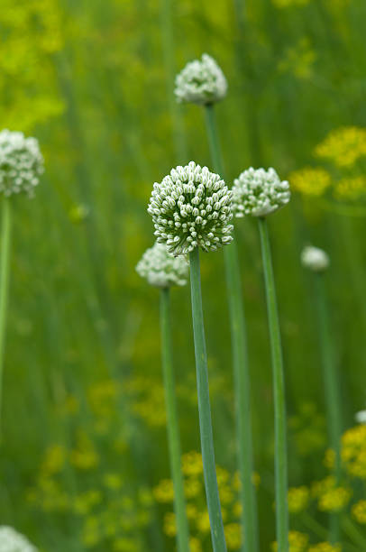 istock Blooming onion flower in the garden 521625273