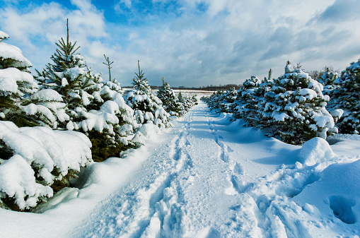 Snow covered Christmas Trees at a cut your own Christmas Tree Farm