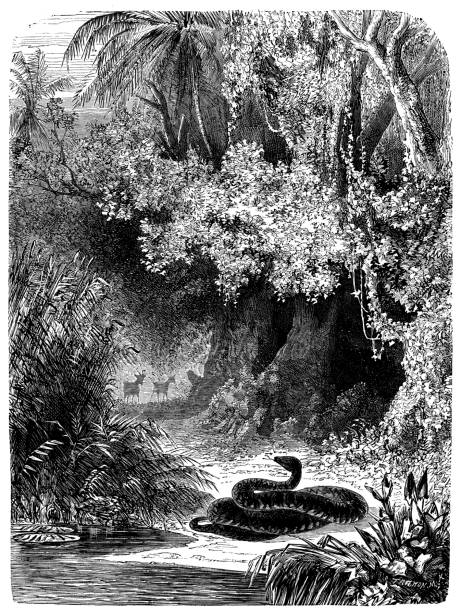 istock Antique illustration of snake in the jungle 521625447