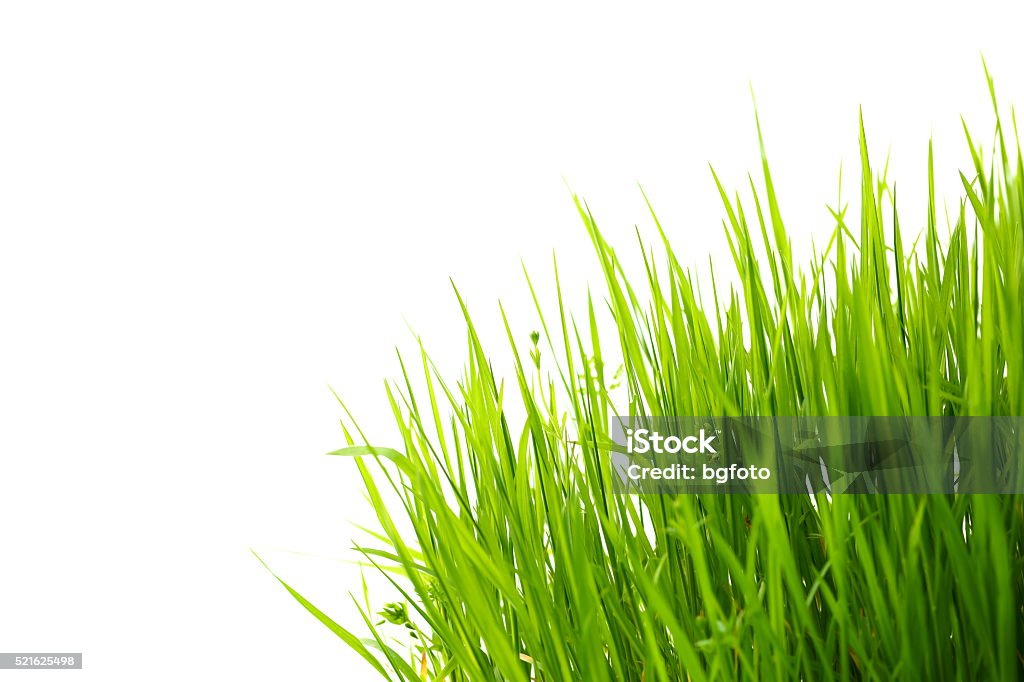 Gras auf Weiß - Lizenzfrei Blatt - Pflanzenbestandteile Stock-Foto
