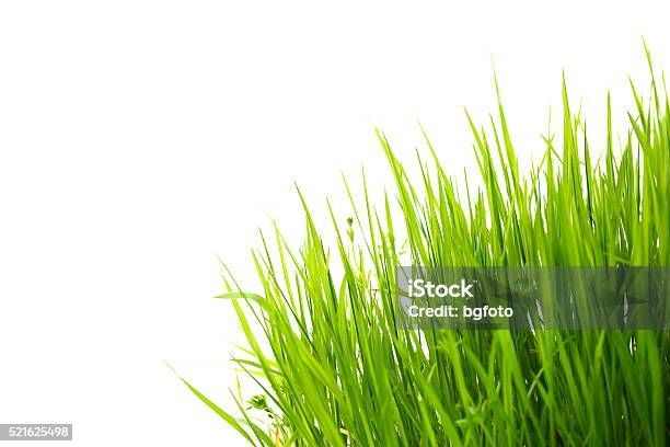 Gras Auf Weiß Stockfoto und mehr Bilder von Blatt - Pflanzenbestandteile - Blatt - Pflanzenbestandteile, Extreme Nahaufnahme, Feld