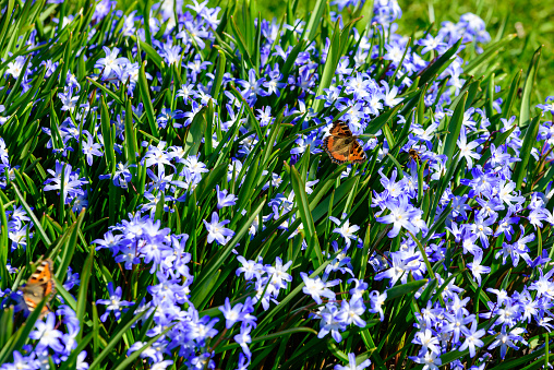 Lots of blue scilla or squill with a butterfly looking for nectar among them. Butterfly is a Aglais urticae or small tortoiseshell.