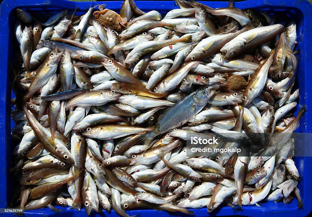 Whiting freshly caught whiting and bluefish Black Sea Stock Photo