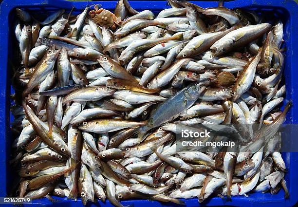 Whiting Stock Photo - Download Image Now - Black Sea, Bluefish, Fish