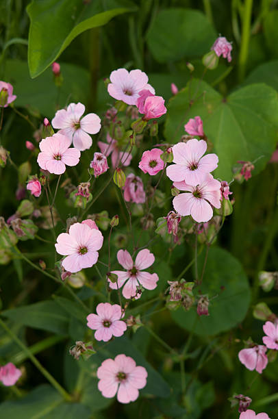 istock Pink flowers blossoming in the garden 521651335