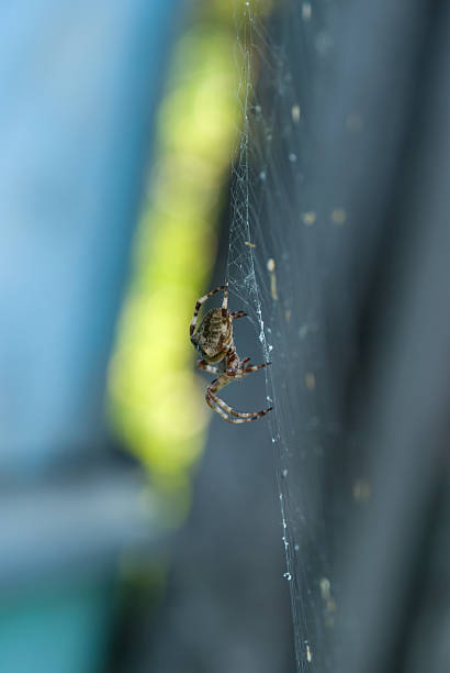 istock Big spider on the web in the yard close-up 521651739