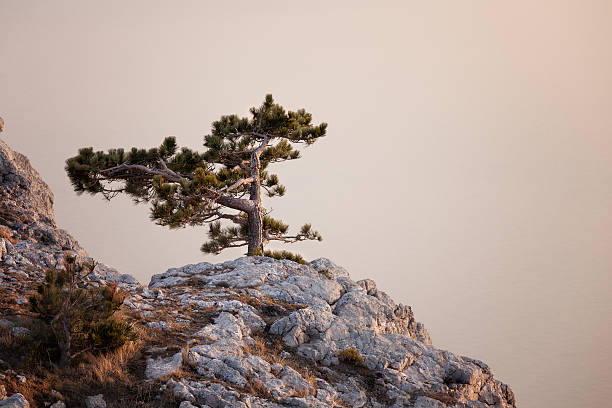 istock Pine-tree on rocky hills of Crimea mountain 521651999