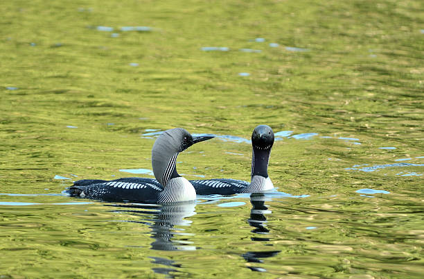 Black-throated Divers (Gavia arctica) Black-throated Divers couple in the lake. arctic loon stock pictures, royalty-free photos & images